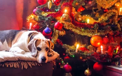 Pet Safety Tips to Apply During the Holidays